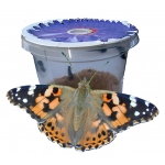 Painted Lady cardui  5 larvae in Pot on Diet